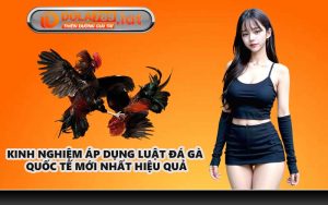 Kinh nghiệm áp dụng luật đá gà quốc tế mới nhất hiệu quả